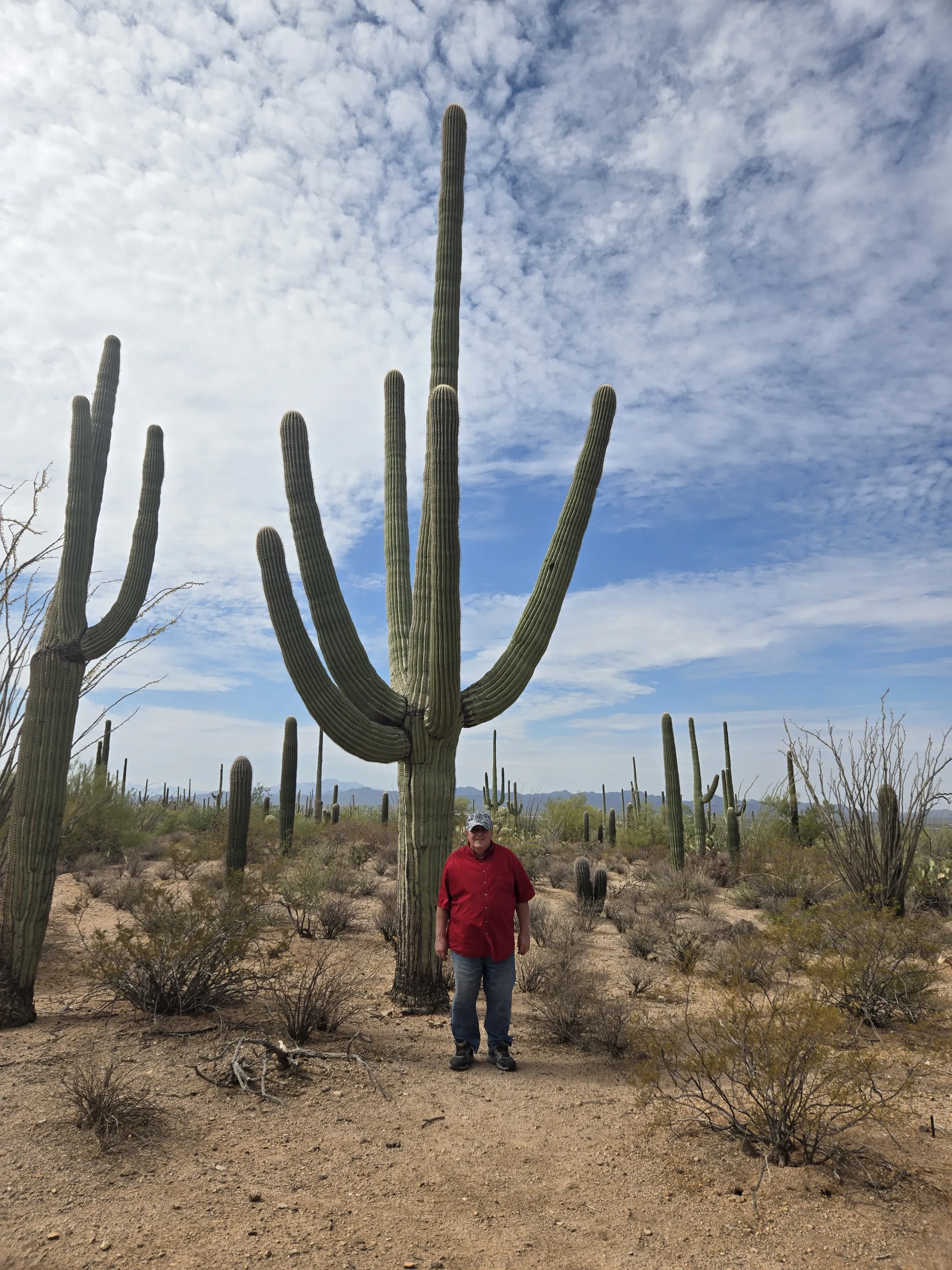 Saguaro National Park